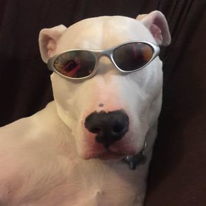 Meet your Posher, Thomas